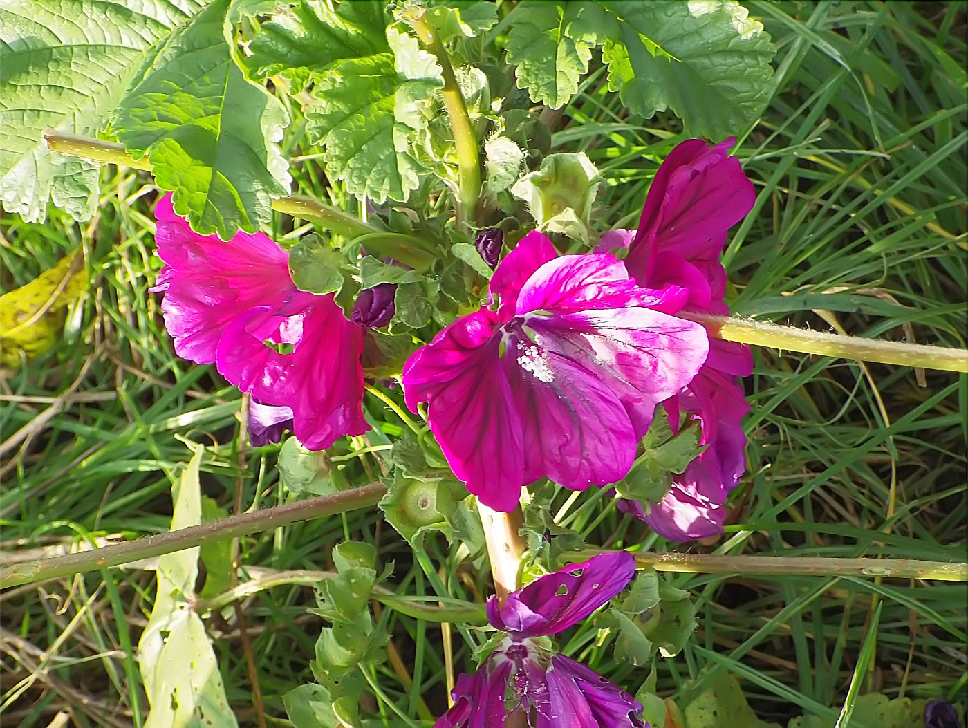 Blühende Malven im November