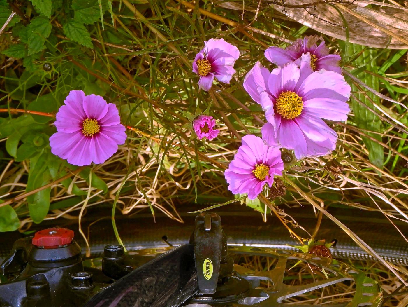 Herbstlicher Wegeschmuck