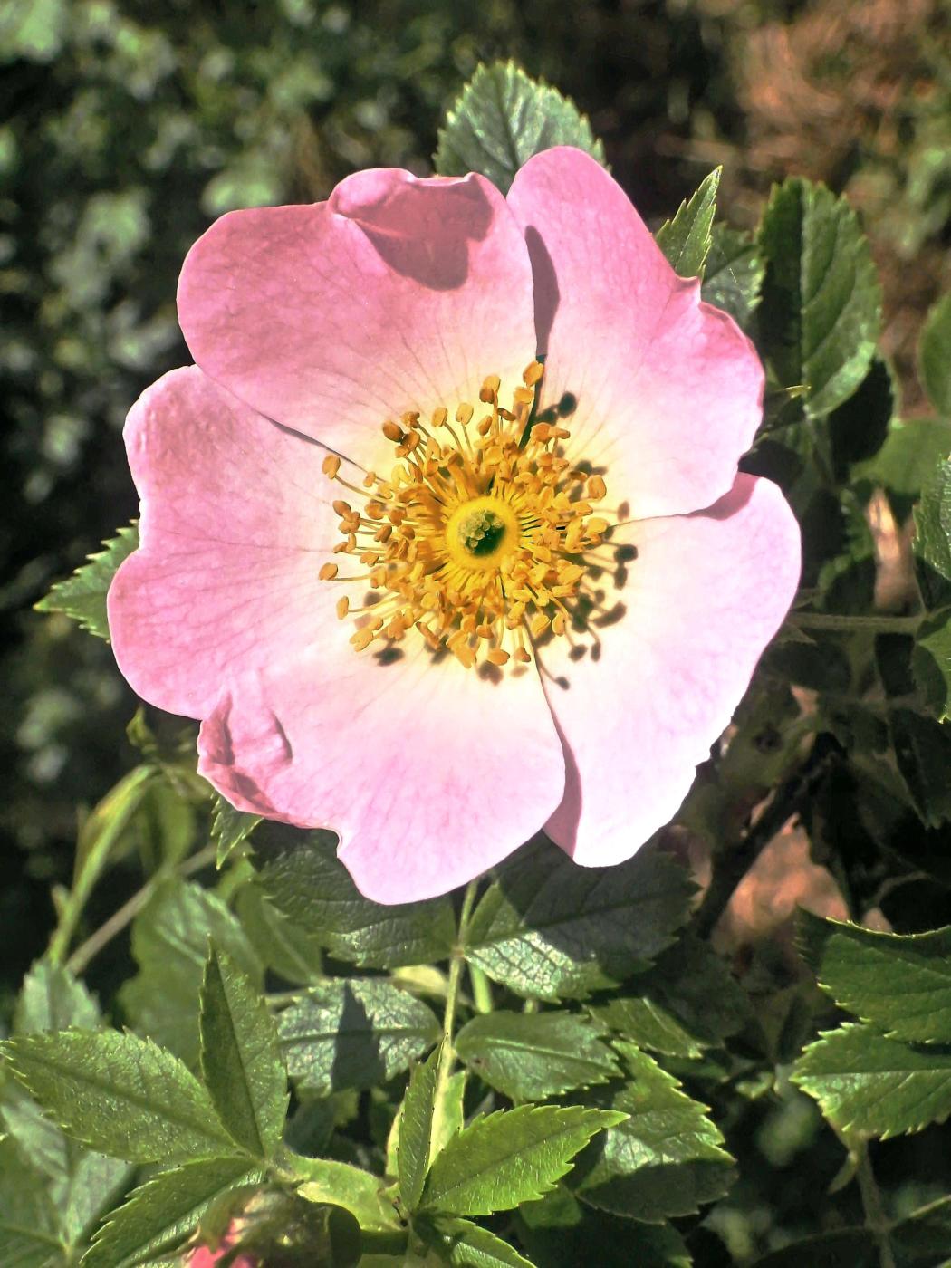 Lippische Rose