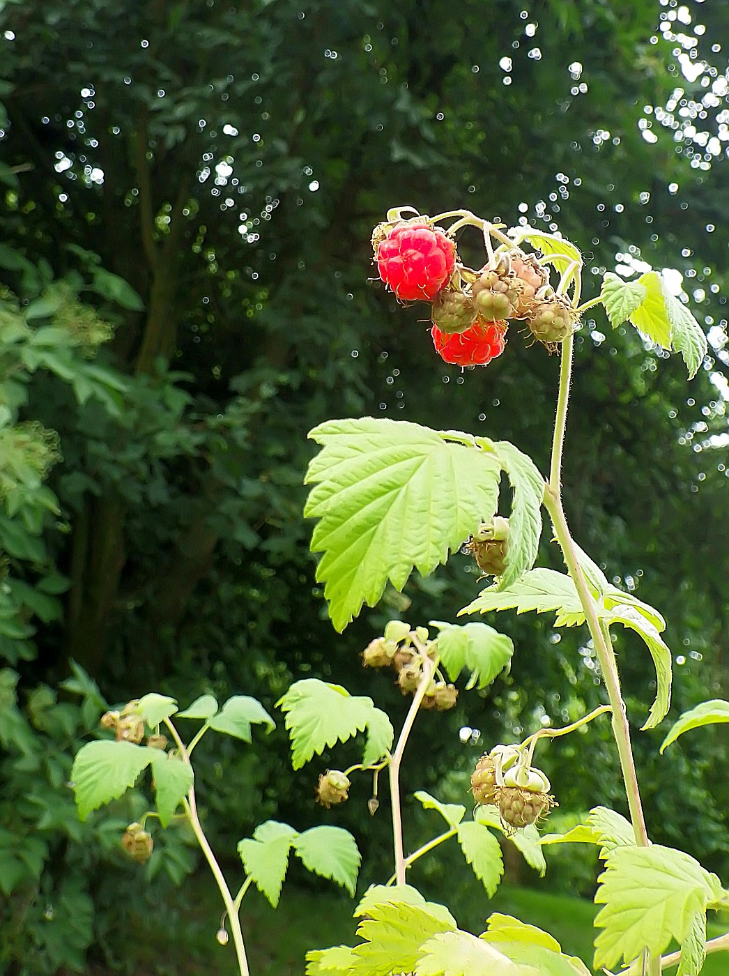 Die ersten roten Himbeeren