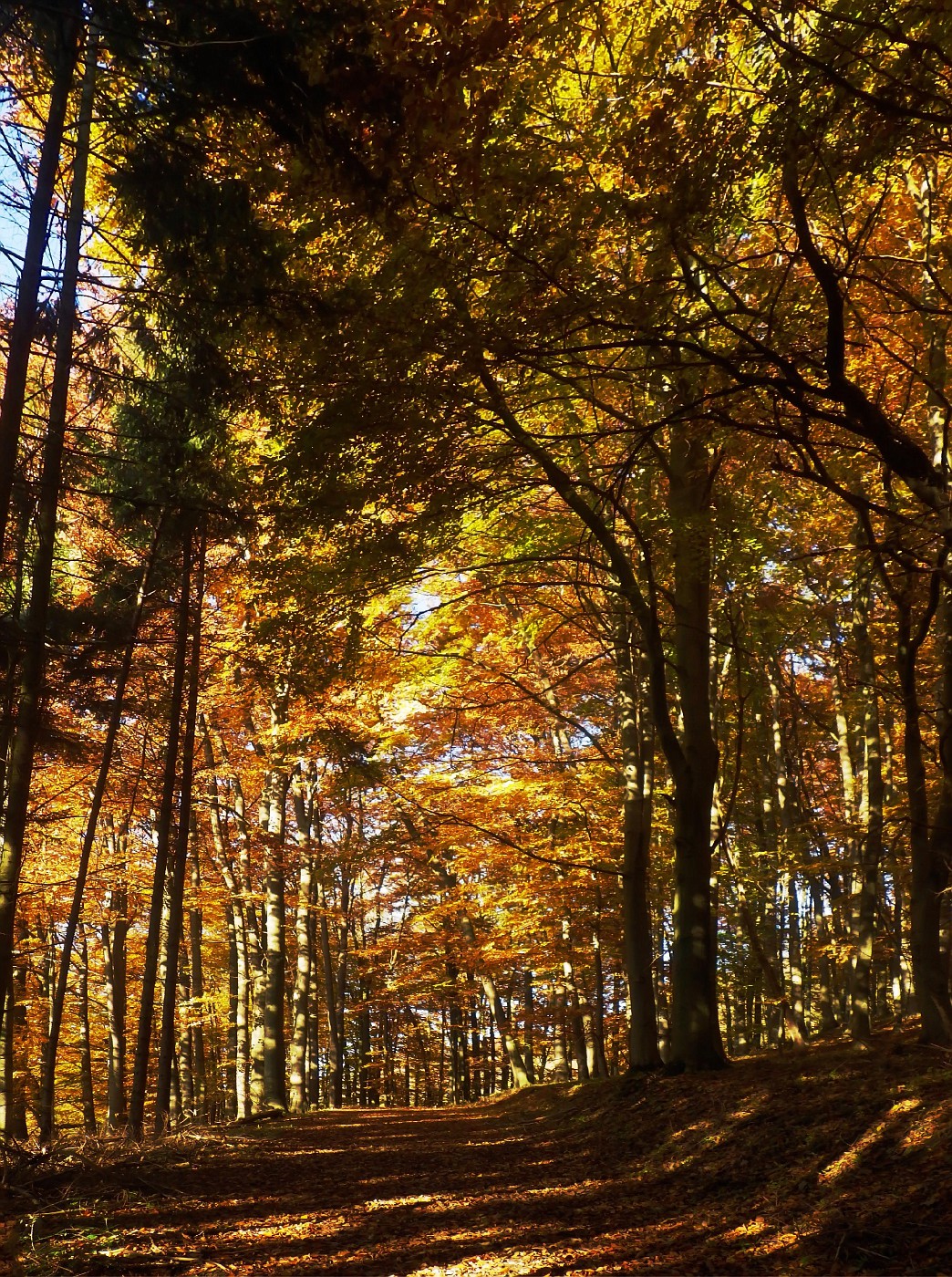 Bunter Waldweg