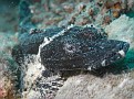 Black Crocodilefish