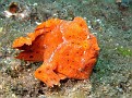 Painted Frogfish - Unfortunatly, he kinda has Troy's nose