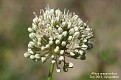 Allium oreoscordum