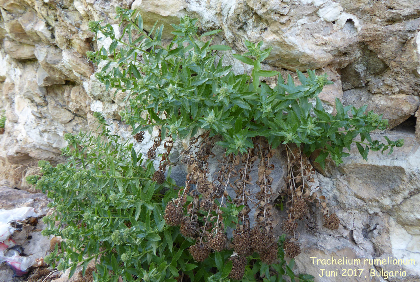 Campanula rumeliana (seed)