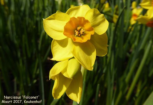 Narcissus 'Falconet'