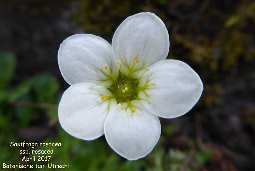 Saxifraga rosacea ssp. rosacea