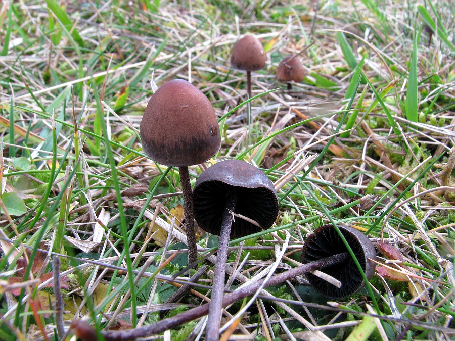 kerassentials fungus