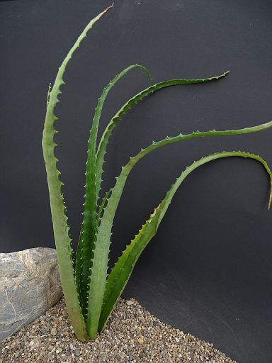 Aloe aurelienii