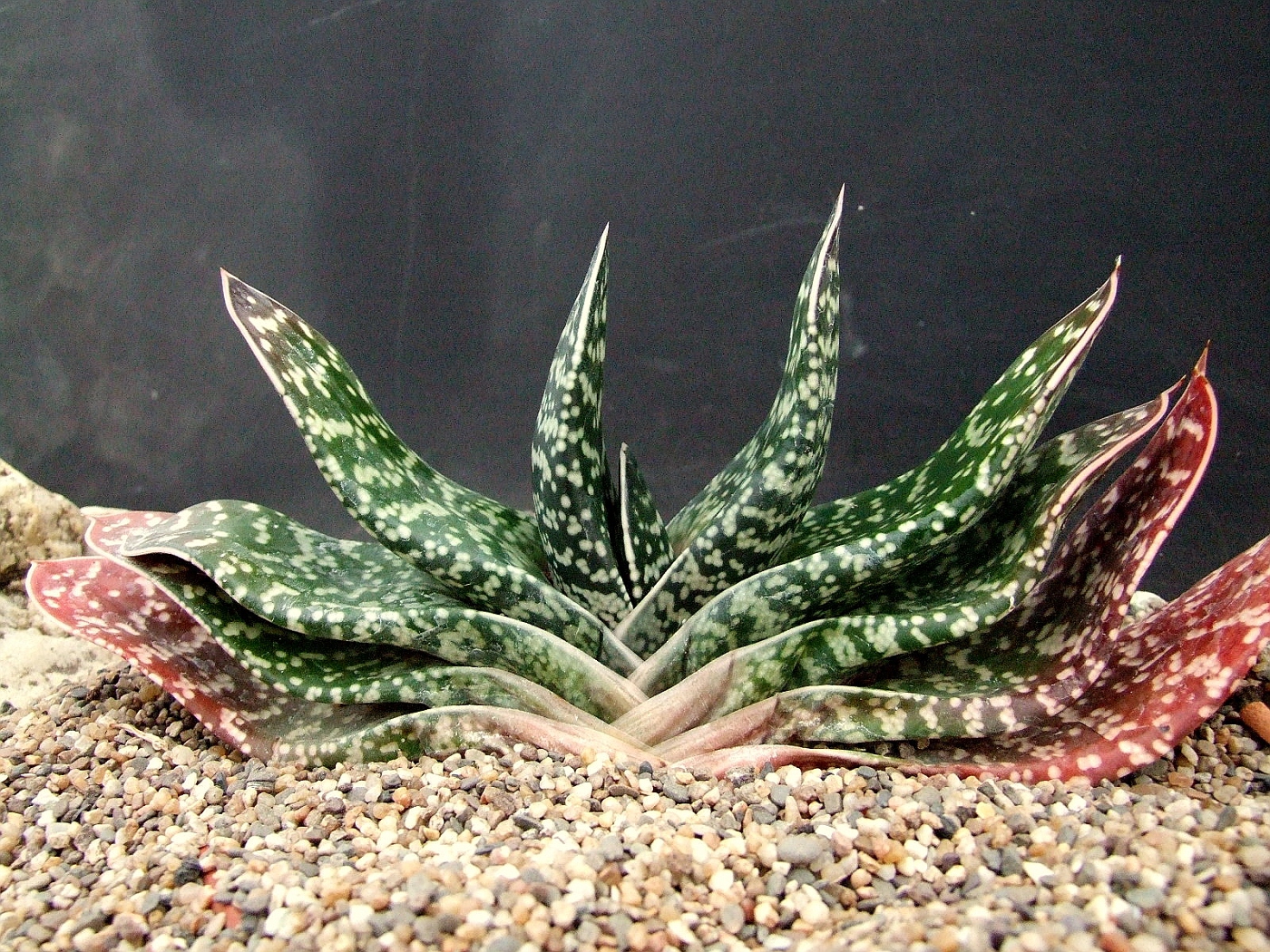 Photo: Gasteria brachyphylla Ou. | Gasteria brachyphylla album | Cok ...