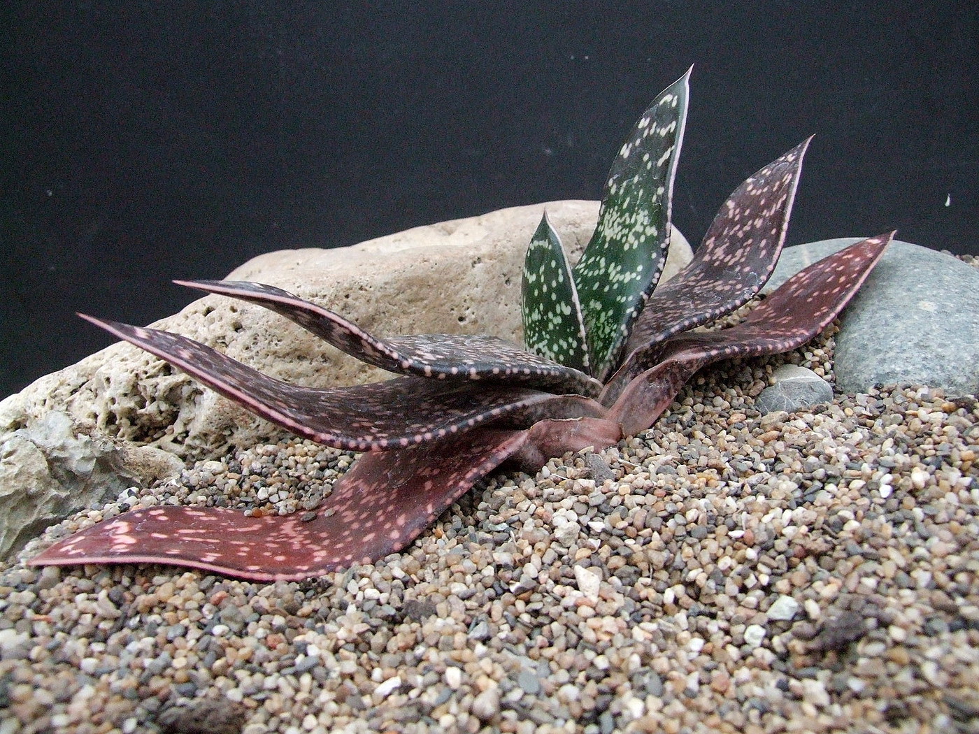 Photo: Gasteria brachyphylla Ou. | Gasteria brachyphylla album | Cok ...