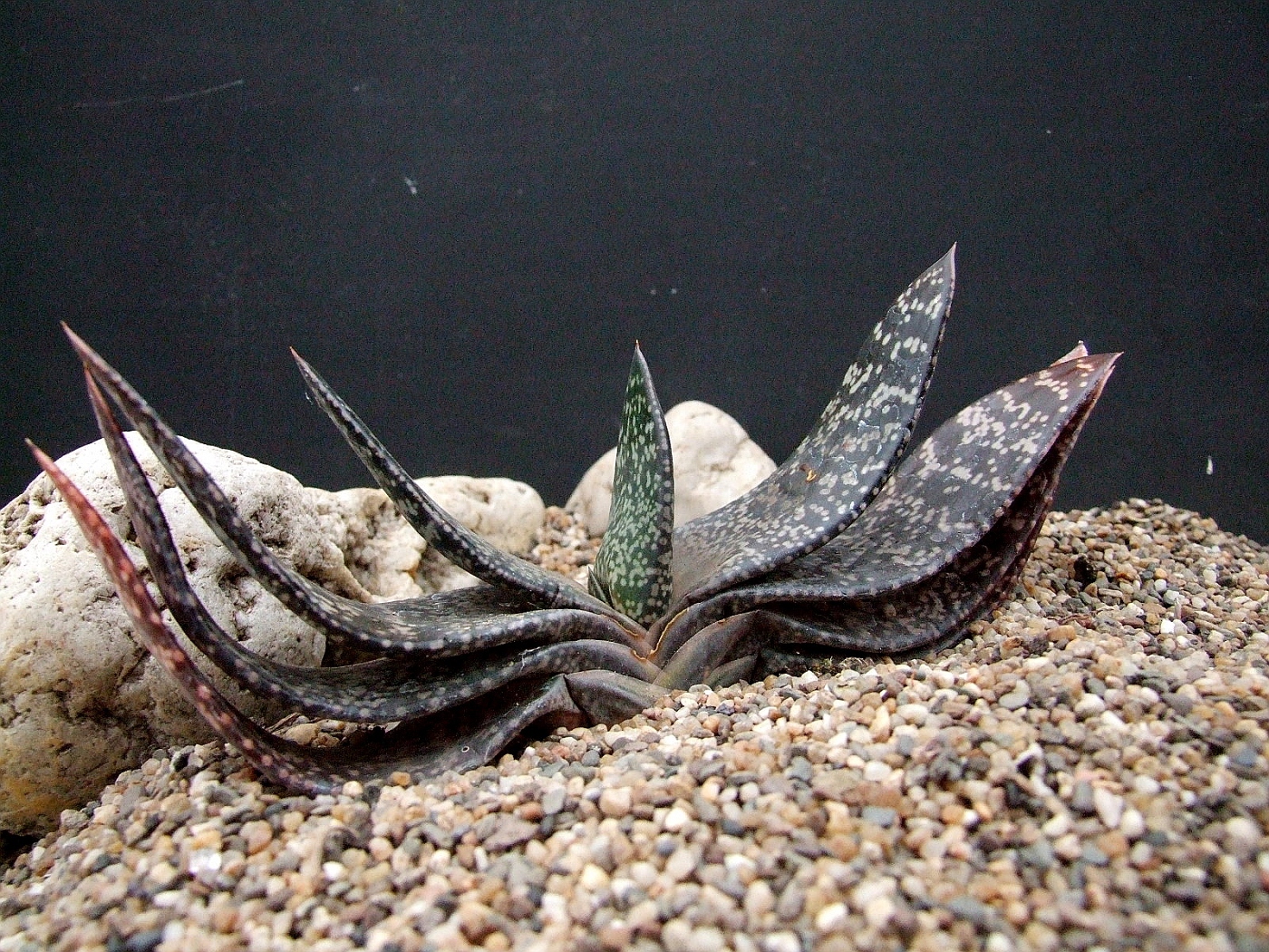 Photo: Gasteria brachyphylla Va. | Gasteria brachyphylla album | Cok ...