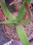 Aloe bulbifer v. pauliana