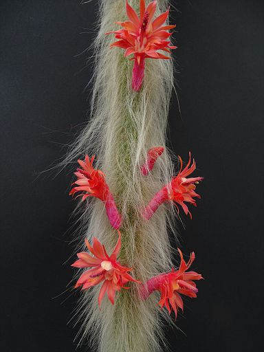 Cleistocactus winteri ssp. colademono
