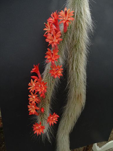 Cleistocactus winteri ssp. colademono
