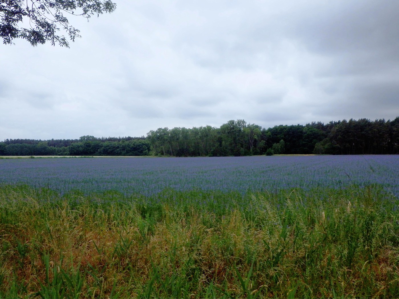 Blaues Feld in Wulkau