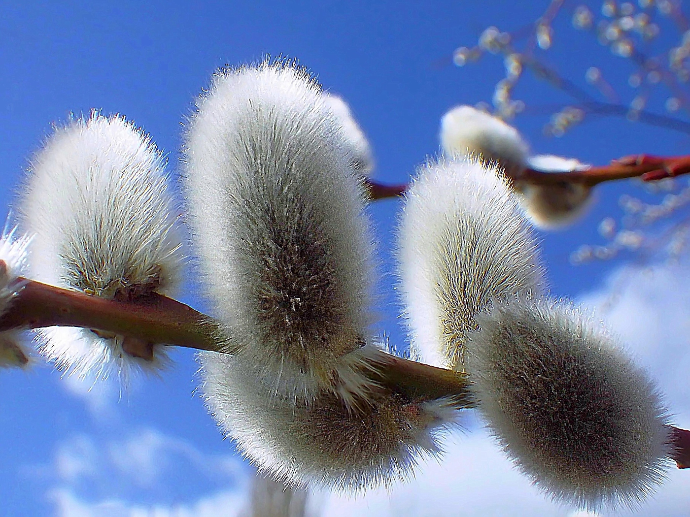 Flauschige Kätzchen wärmen sich in der Sonne