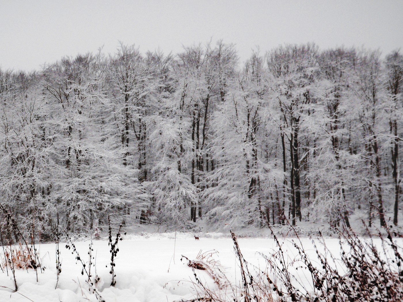 Winterwald