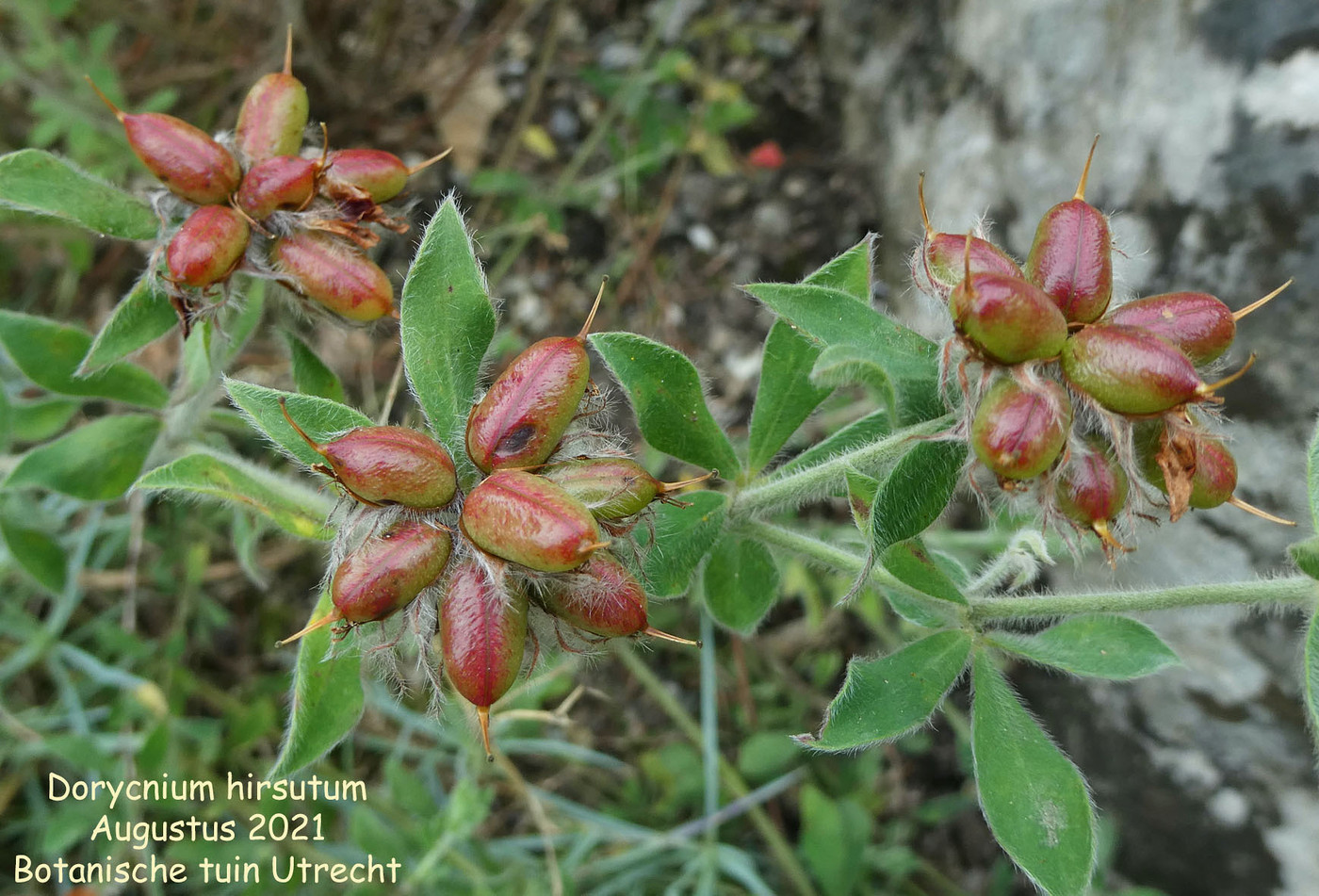 Dorycnium hirsutum (seedhead)