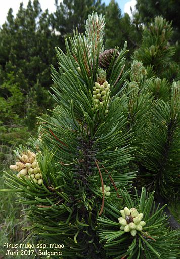Pinus mugo ssp. mugo