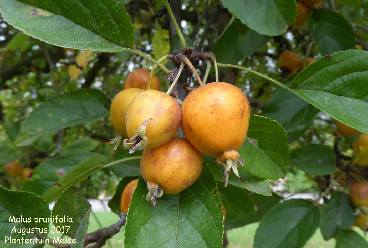 Malus prunifolia (fruit)