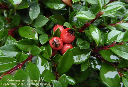 Cotoneaster lidjiangensis (fruit)