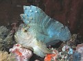 Leaf scorpionfish2