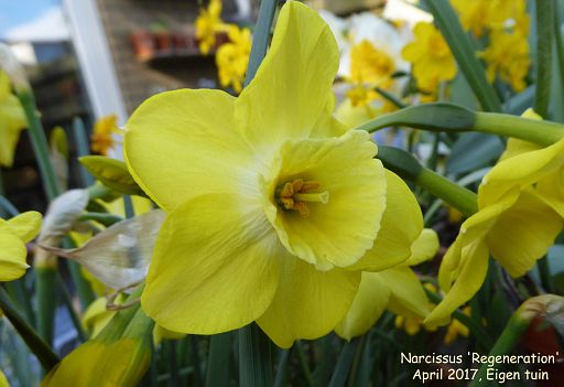 Narcissus 'Regeneration'