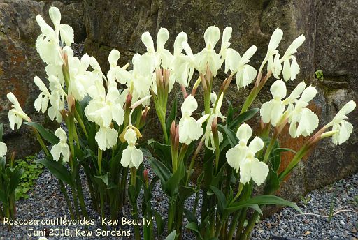 Roscoea cautleyoides 'Kew Beauty"