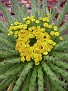 Euphorbia superba