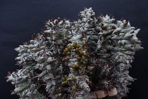 Euphorbia horida fa. monstruosa and Viscum minimum