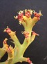 Euphorbia stenoclada v. ambatofinandrahana