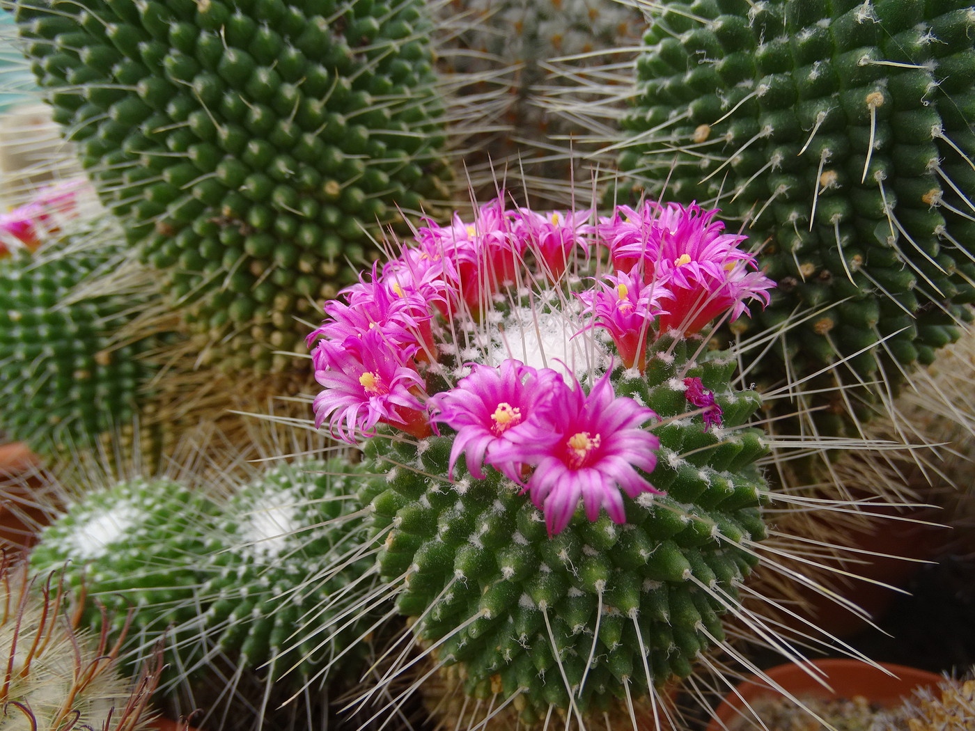 Photo: Mammillaria slevinii | Cactus Mammillaria album | Cok Grootscholten  Succulent World ..
