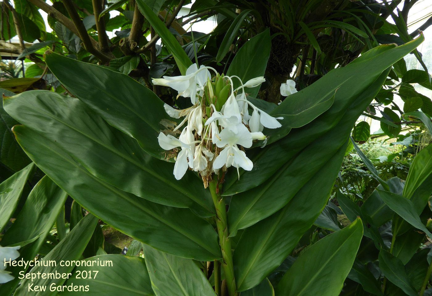 Hedychium coronarium перевод