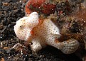 Tiny Painted Frogfish
