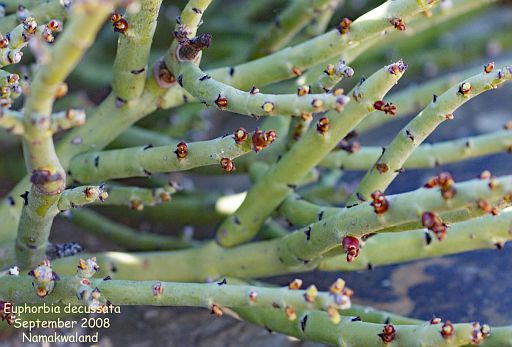 Euphorbia decussata