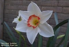 Narcissus 'Audubon'