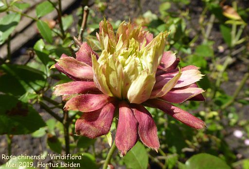 Rosa chinensis 'Viridiflora'