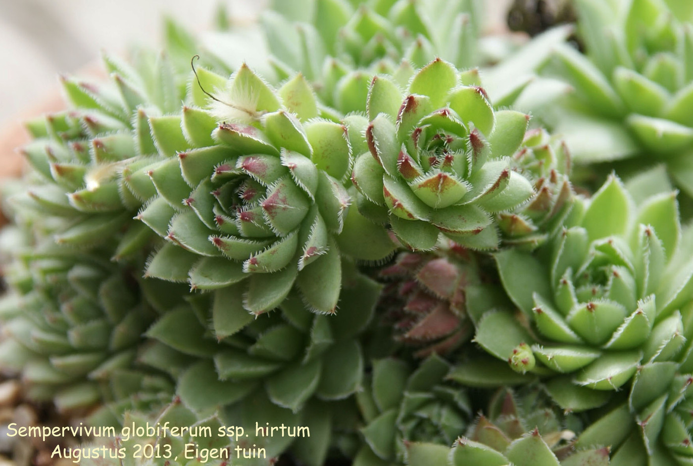 Photo Sempervivum Globiferum Ssp Hirtum Sempervivum Album Nora Goosen