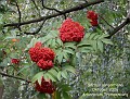 Sorbus sargentiana (fruit)