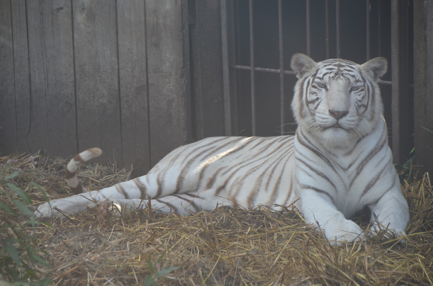 Photo DSC 7416 Living Treasures Zoo in Donegal & Kentuck Knob, PA