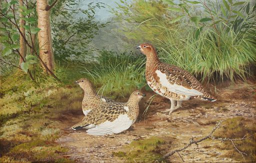 Willow Grouse (1917)