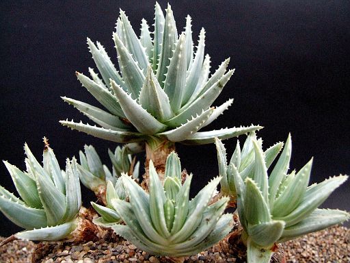 Aloe brevifolia v. postgenita fa. Albo variegata