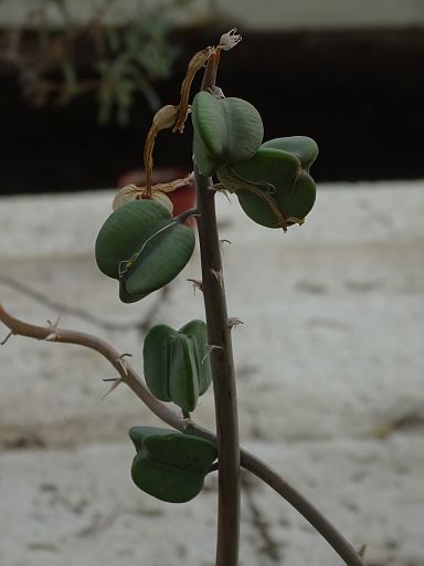Aloe variegata fa. variegata 2