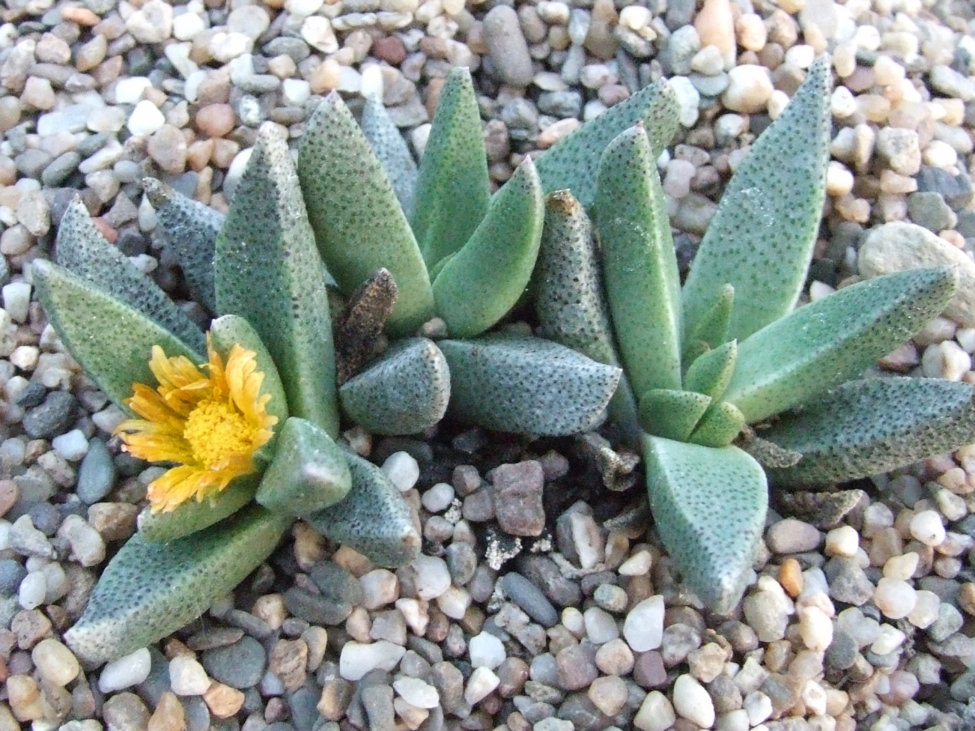 Rhinephyllum broomii