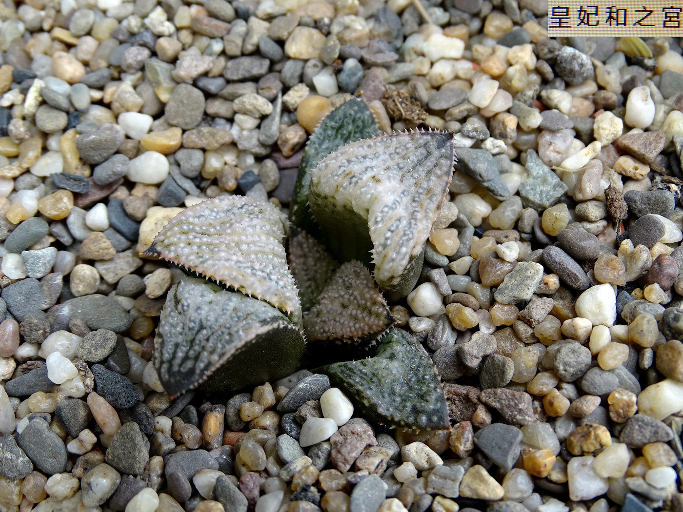 Photo Haworthia Princes Kazunumiya Haw Fam All Hybrids Album