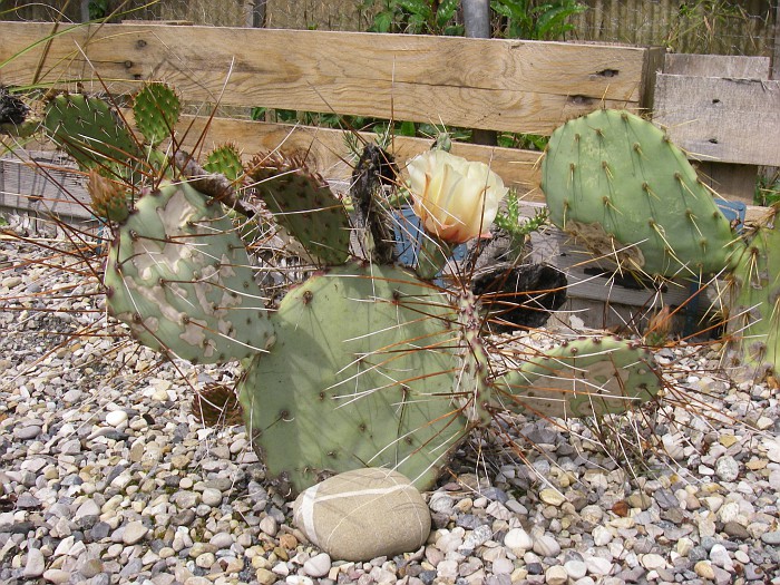 Opuntia azurea var. parva (donné pour macrocentra v minor SB913 (Presidio Co, Texas, USA)) 1E Rocaille1 Champagnier jardin