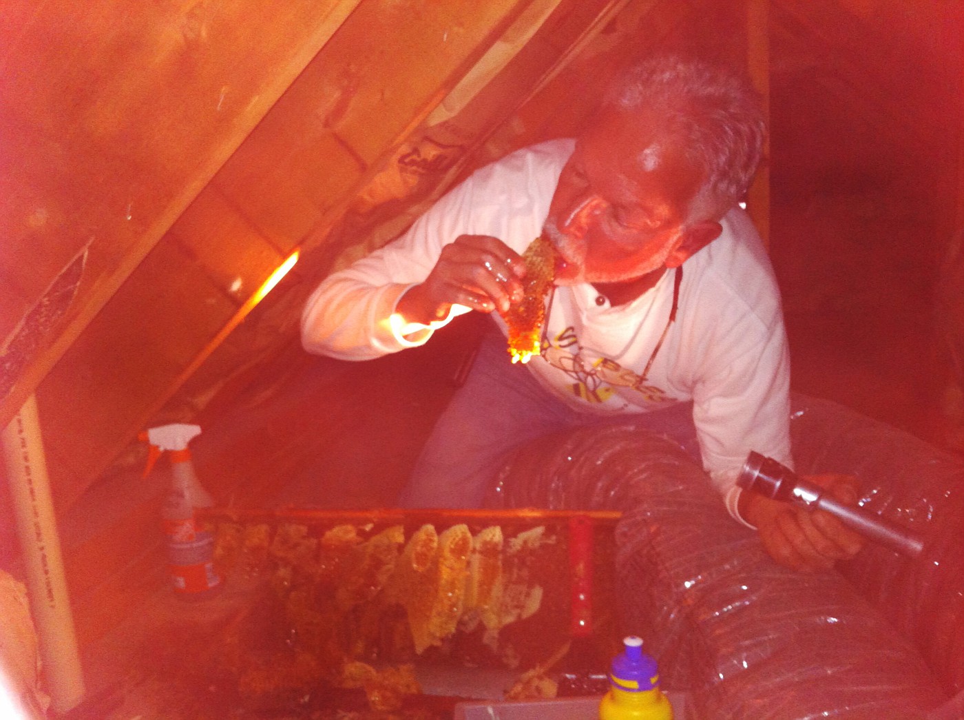 Honey Bee Extraction in very tight quarters in an attic knee wall in Cape May, NJ.  Yes, I am sampling the Honey with bees on the comb.  The Philadelphia Inquirer was there.  Got a story and awesome pix & video.  In Sunday's paper 4-29-2012. Gary