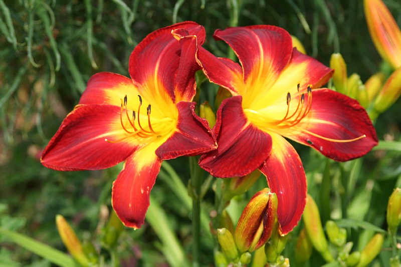 Photo: Ruby Spider | Along The Fence Daylily Photos album ...