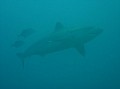 HUGE Ocianic Silver Side Shark